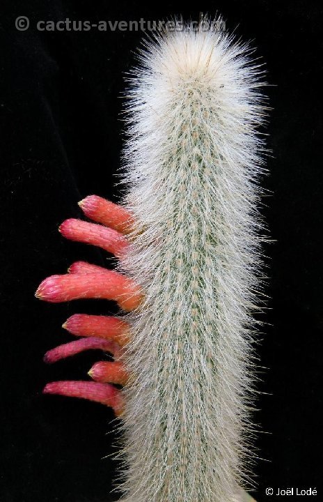 Cleistocactus hyalacanthus P1100967
